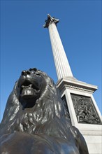 England, London, Trafalgar Square Lion statue and Nelsons column. Photo : Paul Tomlins