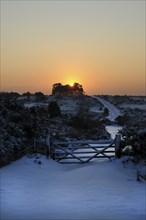 England, East Sussex, Ashdown Forest, Snow covered Camp Hill tree clump in winter with sun shining