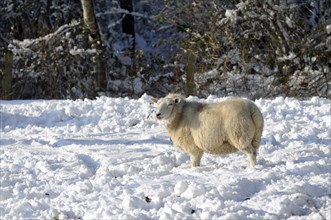 Agriculture, Farming, Animals, Pregnant sheep in snow. Photo : Bob Battersby