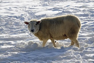 Agriculture, Farming, Animals, Sheep in snow. Photo : Bob Battersby