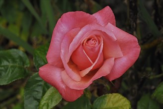 Ireland, County Cork, Youghal, A rose in convent garden. Photo : Hugh Rooney