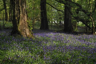 Ireland, County Roscommon, Boyle, Lough Key forest park field of bluebells. Photo : Hugh Rooney