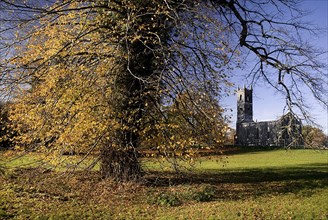 Ireland, County Roscommon, Boyle, Lough Key forest park church ruin and autumnal trees. Photo :
