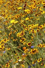 England, London, Stratford Olympic Park Naturalistic meadow planting using per-annual plants from