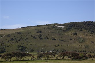 England, East Sussex, Litlington, The Cuckmere White Horse cut out of the chalk hills. Photo :