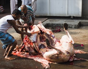 Bangladesh, Dhaka, Gulshan Animals slaughtered in the street for the Muslim Eid-ul-Azha festival.