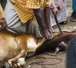 Bangladesh, Dhaka, Gulshan Animals slaughtered in the street for the Muslim Eid-ul-Azha festival.