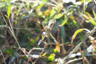 Insects, Arachnid, Spider, Bangladesh Srimongal Spider and fine web. 
Photo Nic I Anson / Eye