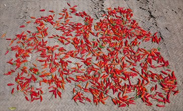 Laos, Mekong, Drying Red Peppers in Village on the Mekong River. 
Photo Richard Rickard / Eye