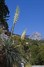 USA, California, Sequoia National Park, A Yucca Whippleb Percusa flower. 
Photo Richard Rickard /