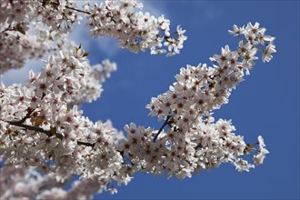 Plants, Flowers, Apple tree, Close up of Malus domestica branches with white blossoms. 
Photo