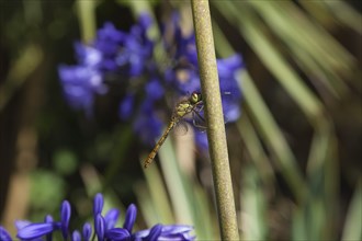 Plants, Flowers, Agapanthus, Dragonfly on Agapanthus. 
Photo Zhale Naoka Gibbs / Eye Ubiquitous