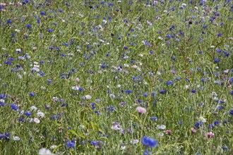 Plants, Flowers, Wild Flowers, Meadow of mixed wild flowers Cornflower and Daisies. . 
Photo Zhale