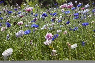 Plants, Flowers, Wild Flowers, Meadow of mixed wild flowers Cornflower and Daisies. 
Photo Zhale