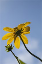 Plants, Flowers, Rudbeckia, Rudbeckia laciniata Herbstsonne green headed coneflower. 
Photo Zhale