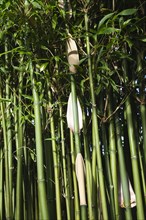 Plants, Bamboo, Close up of Semiarundinaria Fastuosa Bamboo growing in urban garden. 
Photo Zhale