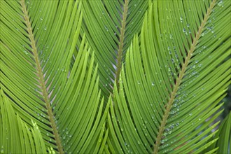 Plants, Sago Palm, Rain droplets on the leaves of Cycas Revoluta. 
Photo Zhale Naoka Gibbs / Eye