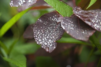 Plants, Smoke Bush, Water droplets on leaves of Cotinus Grace plant. 
Photo Zhale Naoka Gibbs /