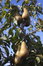 Plants, Fruit, Pears, Conference Pears growing on tree. 
Photo Zhale Naoka Gibbs / Eye Ubiquitous
