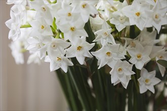 Plants, Flowers, Narcissus, Display of Paperwhite Narcissus. 
Photo Zhale Naoka Gibbs / Eye