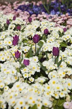 Plants, Flowers, Mixed, Garden with abundance of colourful Tulip and Primrose flowers. 
Photo