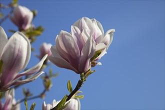 Plants, Flowers, Magnolia, Close of flowering Pink Magnolia soulangeana tree. 
Photo Zhale Naoka
