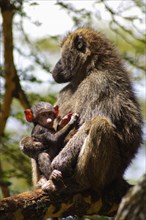 Kenya, Lake Nakuru National Park, Olive Baboon mother and her young. 
Photo Nic I Anson / Eye