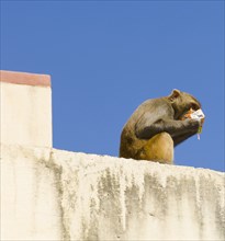 Nepal, Kathmandu, Monkey sitting on wall eating from discarded rubbish at the Swayambunath Monkey