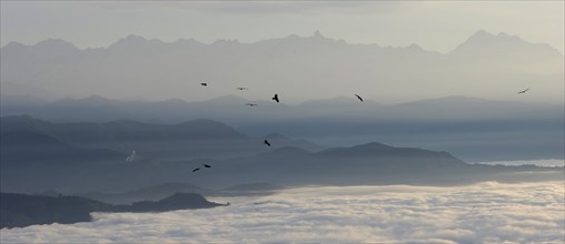 Nepal, Nagarkot, View across clouded Kathmandu valley towards Himalayan mountains birds of prey