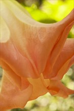 Plants, Flowers, Close up of the trumpet flower of the datura sauveolens or Angel tears. 
Photo