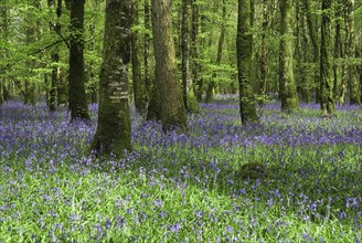 Ireland, County Roscommon, Derreen Wood, Bluebells in May. 
Photo Hugh Rooney / Eye Ubiquitous