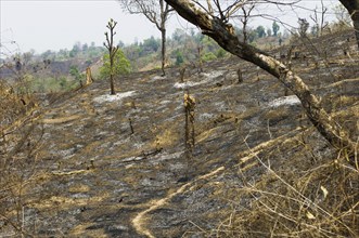 Bangladesh, Chittagong Division, Bandarban, Hillsides burned in the traditional slash and burn