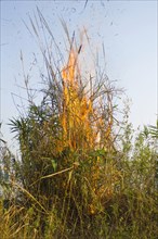 Bangladesh, Chittagong Division, Bandarban, Bamboo burning in the traditional slash and burn style