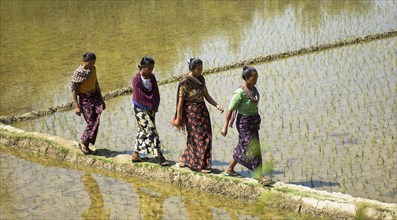 Bangladesh, Chittagong Division, Rangamati, Women walking across rice paddy fields.