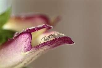 Plants, Flowers, Orchid, Orchid and spider. 
Photo Sean Aidan