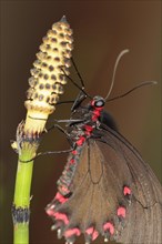 Insects, Butterfly, Barred Horsetail, Close up of Butterfly on Equisetum Japonicum. 
Photo Sean