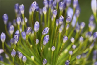 Plants, Flowers, Agapanthus, Agapanthus, close-up of the flower buds. 
Photo Sean Aidan
