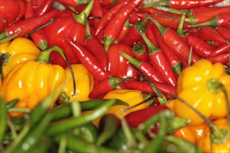 Plants, Flowers, Chilli Peppers, Chillis, display of various types of Capsicum chilli peppers.