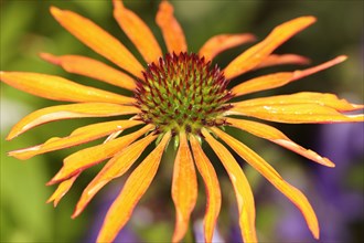 Plants, Flowers, Echinacea, Close up of flower head with orange coloured petals.