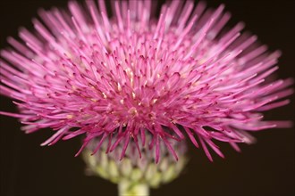 Plants, Flowers, Thistle, Close up of spikey pink coloured flowerhead.