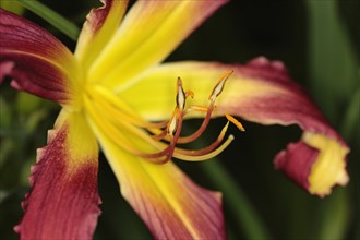 Plants, Flowers, Lillies, Lily, Close up of colourful Lilium flower showing stamen. 
Photo Sean