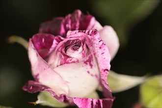 Plants, Flowers, Roses, Rose, Rosa, Close up of pink and white petals. 
Photo Sean Aidan