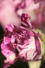Plants, Flowers, Roses, Rose, Rosa, Close up of pink and white petals. 
Photo Sean Aidan
