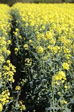 Agriculture, Crops, Oilseed Rape&#x0B;, Brassica napus oleifera  intensively grown on farm.