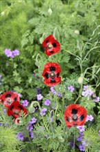 Plants, Flowers, Poppies, Scarlet Poppy  Papaver commutatum Ladybird.
