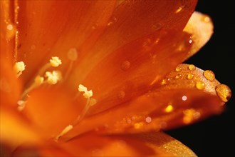 Plants, Flowers, Clivia, Close up of water droplets on orange petals. 
Photo Sean Aidan