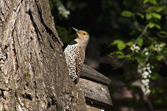 Canada, Alberta, Lethbridge, Northern Flicker  Colaptes auratus  with catchlight in eye on old gnarled Elm tree.