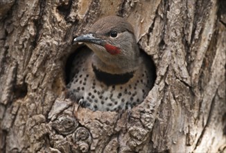 Canada, Alberta, Lethbridge, Northern Flicker, Colaptes auratus, fledged chick with catchlight in