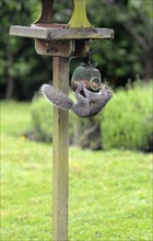 Animals, Rodents, Squirrel, Common Grey Squirrel trying to get peanuts out of a secure bird feeder attached to a bird table.