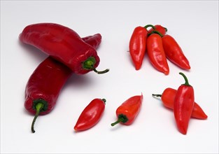 Food, Fruit, Chilli, Varieties of red chillies arranged on a white background.